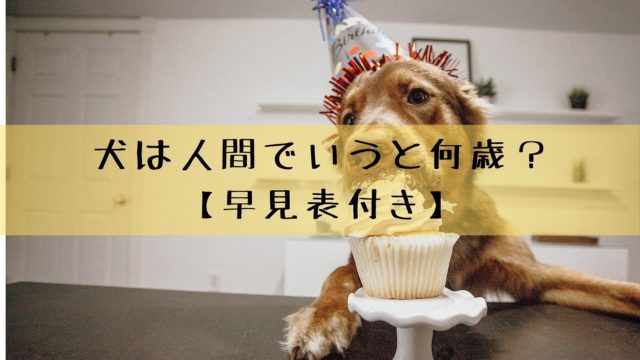 犬の年齢は人間で言うと何歳 早見表付き 犬が長生きする秘訣は 犬グッズ情報サイト わんコミ