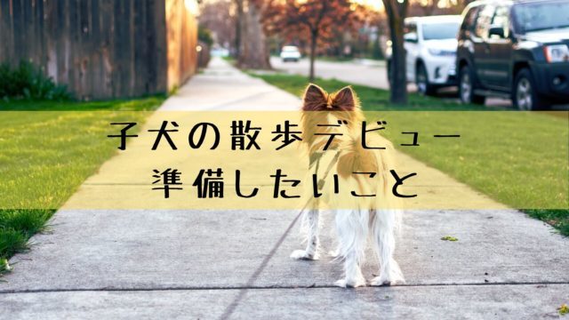 子犬の散歩デビューはいつから大丈夫 散歩デビューまでに準備すること 犬グッズ情報サイト わんコミ