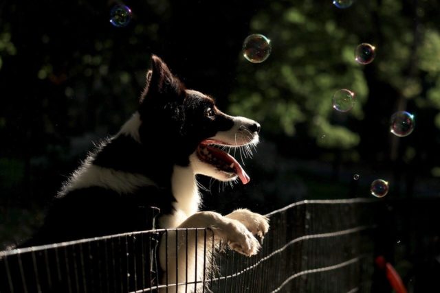 犬のシャンプーが泡立たない 100均アイテムで簡単に泡立てよう 犬グッズ情報サイト わんコミ