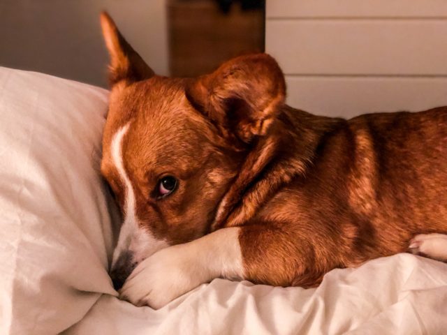 犬が寝る前に掘る行動をするのはなぜ 前脚で掘る 回ってから寝る理由 犬グッズ情報サイト わんコミ