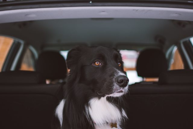 車内に付いた犬の毛を掃除しよう おすすめ掃除グッズと抜け毛対策を紹介 犬グッズ情報サイト わんコミ