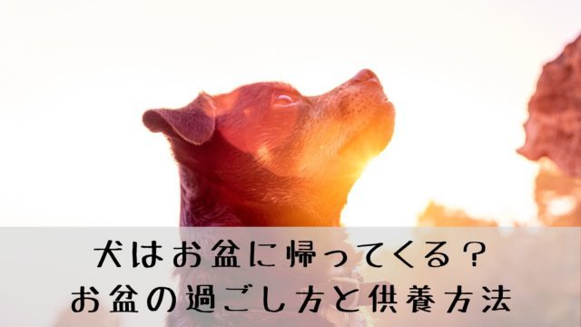 犬の肛門腺絞りの頻度とタイミング 素人でも自宅でケアできます 犬グッズ情報サイト わんコミ