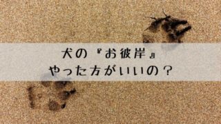 犬の肛門腺絞りの頻度とタイミング 素人でも自宅でケアできます 犬グッズ情報サイト わんコミ