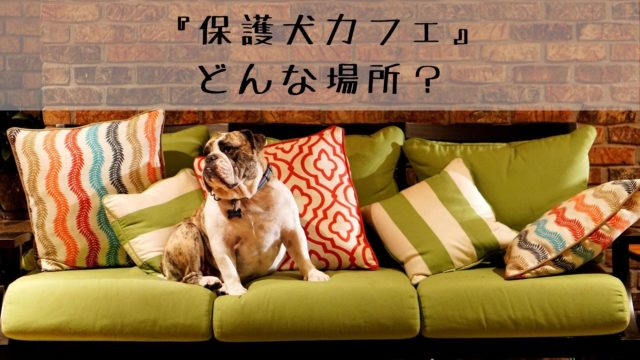 保護犬カフェ は犬と触れ合える場所 システムや特徴を紹介 犬グッズ情報サイト わんコミ