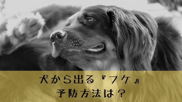 犬の皮膚からフケが出る原因と対策 ３つ カサカサ感想肌を撃退しよう 犬グッズ情報サイト わんコミ