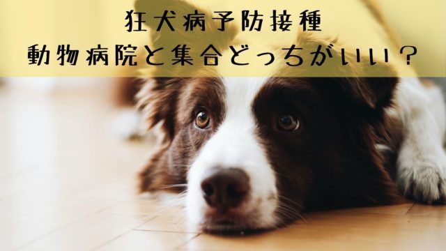 犬の肛門腺絞りの頻度とタイミング 素人でも自宅でケアできます 犬グッズ情報サイト わんコミ