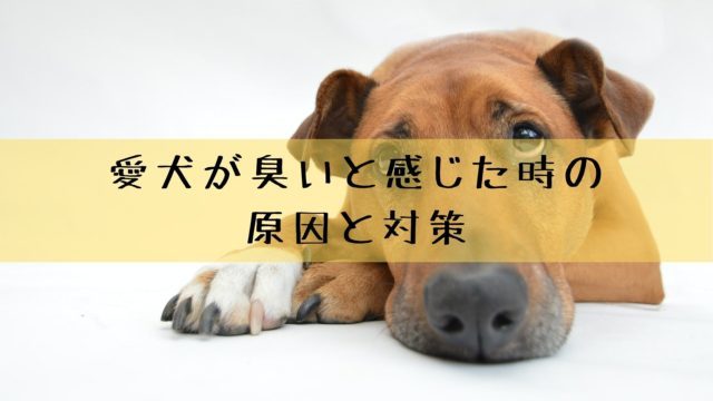 犬の肛門腺絞りの頻度とタイミング 素人でも自宅でケアできます 犬グッズ情報サイト わんコミ