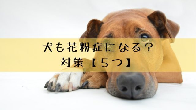 犬の肛門腺絞りの頻度とタイミング 素人でも自宅でケアできます 犬グッズ情報サイト わんコミ