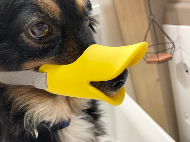 犬のアヒル口輪 Quack クアック 特徴や効果があったこと 犬グッズ情報サイト わんコミ